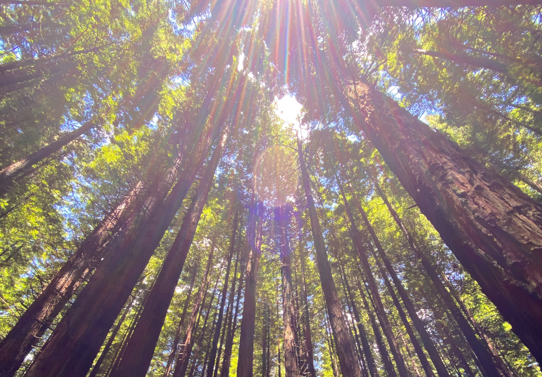 Velocity Valley Rotorua Redwoods